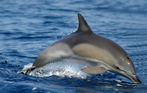Atlantic Spotted Dolphin :: Dolphin Species in Fuerteventura
